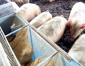 パンのロスを養豚飼料として再生