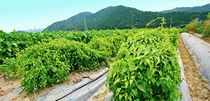 丹波篠山山の芋を栽培する農地