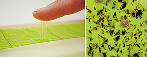 粘着・接着力が優れたタイプの補虫紙を使用して虫をしっかり捕獲