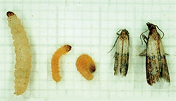 写真2　ノシメマダラメイガの幼虫（左）と成虫（右）