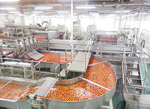 カゴメ那須工場 トマトジュース生産が最盛期 鮮度高いストレート品 日本食糧新聞電子版