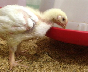 鶏卵の生産性や品質の向上効果も期待されている