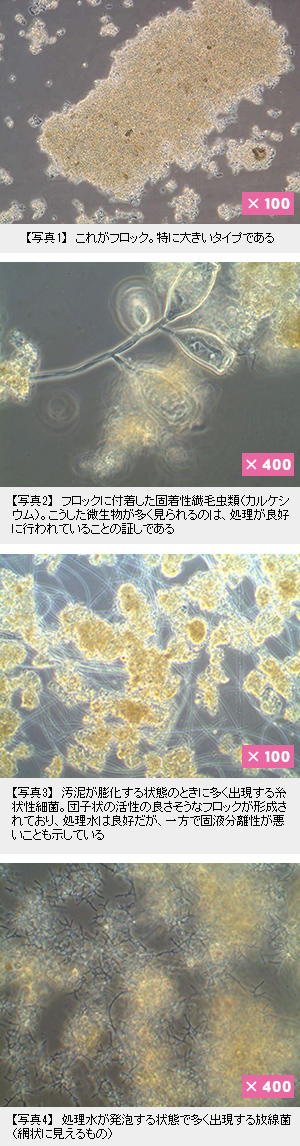 特集・食品工場の排水管理2016：テーマ解説=排水管理と生物相診断