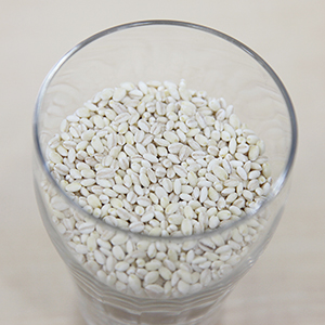 長野県で本格生産が始まったもち性大麦の新品種「ホワイトファイバー」