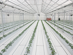 ICTで環境制御を行う、本田雅弘氏のトマト栽培ハウス