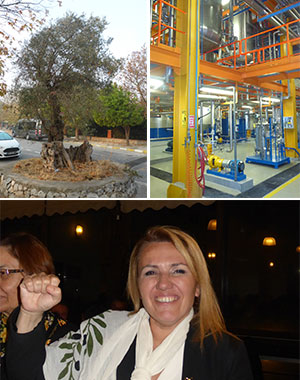（上左）樹齢2200年のオリーブの木（上右）製造設備（下）シベル・ウヤル市長