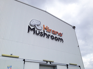 ヒラノ・マッシュルーム社はコソボ北部で、1日最大8tの椎茸を日本の技術で栽培