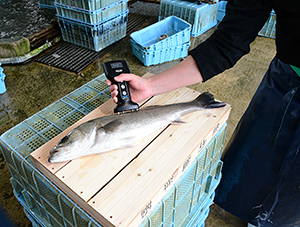 大和製衡、魚品質状態判別フィッシュ・アナライザに新機能 生食・加工