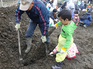 親子でレンコン掘り