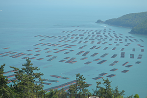 韓国 海洋資源研究開発最前線 済州島のサボテンヒラメ増産 莞島アワビはasc認証取得へ 日本食糧新聞電子版