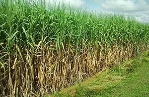 タイのサトウキビ畑。今年は過去最高の収穫が見込まれる＝サトウキビ砂糖委員会提供