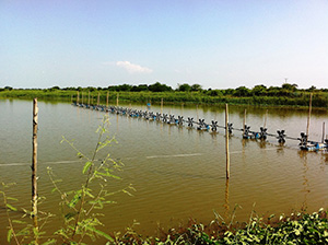 タイは日本向けエビの一大生産地。このような養殖池が全国各地の沿岸部に広がる