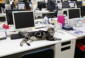 オフィスで飼われている社員猫の「ひまわり」