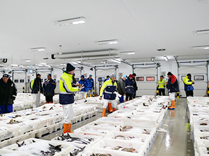ピータヘッド魚市場のセリ