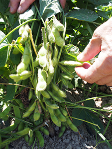 収穫前のくろさき茶豆（7月26日撮影）