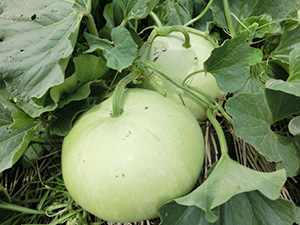 18年栃木産干瓢 1 2割増産 生産振興が課題 消費拡大模索を 日本食糧新聞電子版