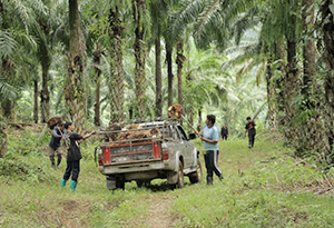 タイ南部には広大なアブラヤシ農園が広がる＝南部アブラヤシ生産者団体提供