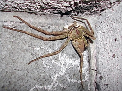 害虫駆除シリーズ 意外と難しい クモ対策 日本食糧新聞電子版